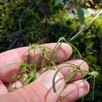 Cyperus hortensis Hábitos