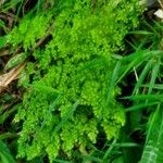 Adiantum raddianum Habit