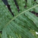 Blechnum moorei Leaf