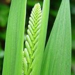 Crocosmia × crocosmiiflora Leaf