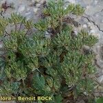 Androsace maxima Libunga