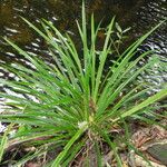 Pandanus letocartiorum Habit