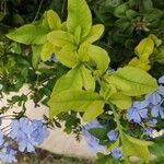 Plumbago auriculata Leaf