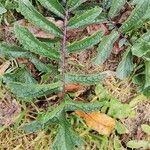 Brassica tournefortii Leaf