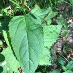 Scrophularia alpestris Leaf