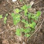 Lamium amplexicauleЛисток