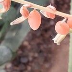 Gasteria pillansii Çiçek