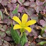 Oxalis purpurea Flor