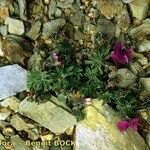 Viola diversifolia موطن