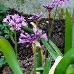 Tulbaghia simmleri Habit