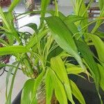 Dracaena brauniiഇല