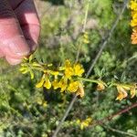 Acmispon dendroideus Çiçek
