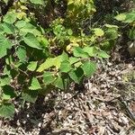 Physalis pubescens Blatt