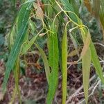Angophora costata Leaf