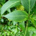 Strobilanthes hamiltoniana Levél