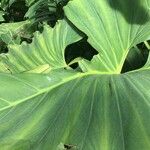 Philodendron giganteum Leaf