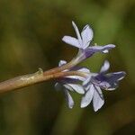 Pontederia diversifolia Flower