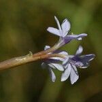 Pontederia diversifolia