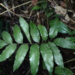 Bolbitis gemmifer Leaf