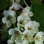 Malus spectabilis Квітка