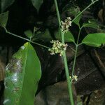 Protium heptaphyllum Λουλούδι
