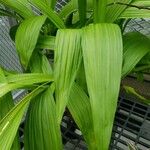 Bletilla striata Leht