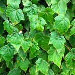 Begonia formosana Habit