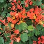 Bauhinia galpinii Fiore