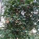 Cordia myxa Fruit