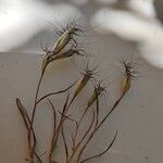 Bromus lanceolatus 花
