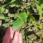 Hibiscus diversifolius Fuelha