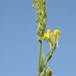 Linaria arenaria Fleur