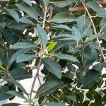 Ficus rubiginosa Blatt