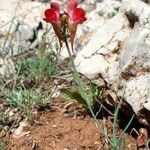 Linaria aeruginea Fulla