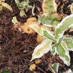Diervilla sessilifolia 葉