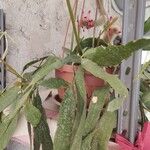 Pseudorhipsalis ramulosa 花