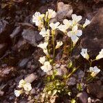 Draba siliquosa 花