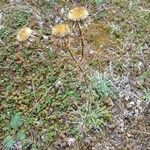 Carlina vulgaris Habitatea