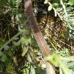 Astragalus boeticus 树皮