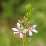 Lythrum flagellare Flor