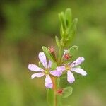 Lythrum flagellare