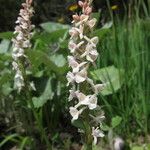Gymnadenia odoratissima Flower
