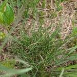 Festuca rubra Лист