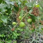 Prunus ilicifolia Fruit