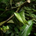 Diospyros bipindensis Fruto
