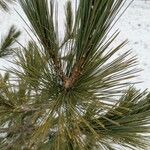 Pinus sibirica Лист