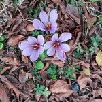 Crocus sativus Bloem