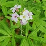 Cardamine heptaphylla Кветка