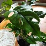 Monstera minima Blatt