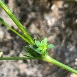 Galium pumilum Blatt